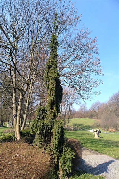 Ялина Rothenhaus